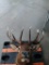 Elk mount  12 point