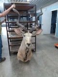 Kudu antelope