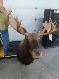 Moose mount