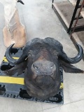 Water Buffalo