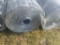 Hot Dipped Galvanized Welded Wire Mesh - 5' x 66'