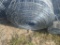 Hot Dipped Galvanized Welded Wire Mesh - 5' x 66'