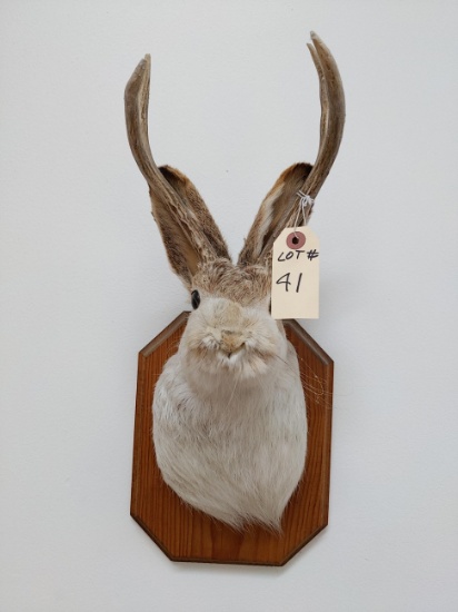 Jackalope mount