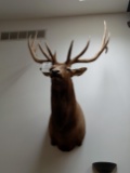 Elk mount, large