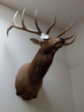 Elk mount, large