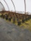 Dwarf Crape Myrtle Pocomoke, 1g - 36x$