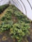 Marland  American Holly, 3g 43x$