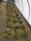 Gold Rug Junipers motherload, 3g 36x$