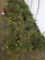Squamata Juniper, 3g 9x$
