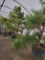 Black Pine 2x$