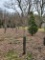 Dogwood tree 3x$
