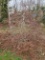 Japanese Maple Red 2x$