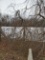Weeping Copper Beech 3x$