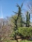 Weeping Cedar of Lebanon 4x$