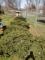 Birds Nest Spruce 4x$