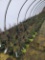 Arborvitae Green Giants, 2.5g.  25x$