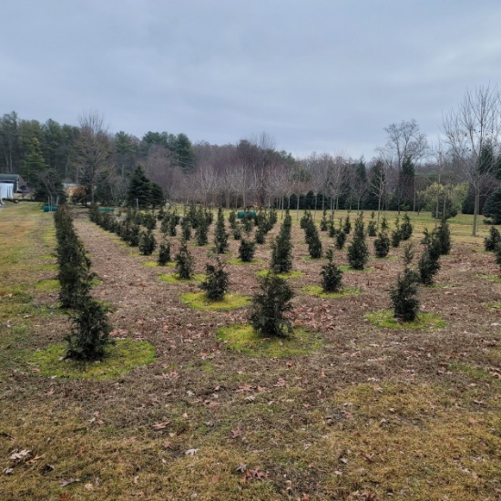 Pine Tree Landscape Systems