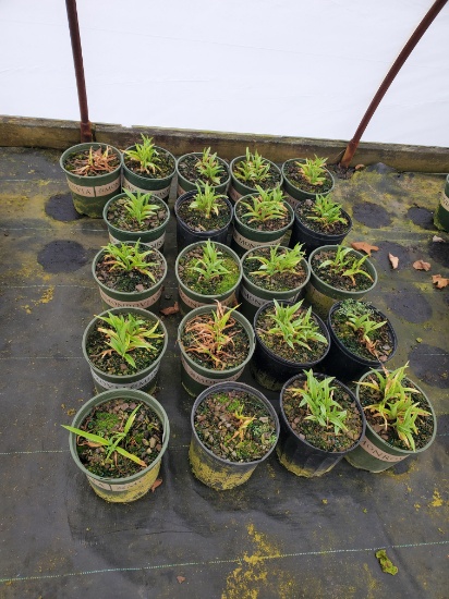 Daylily Grape Ripples, 2g.  21x$