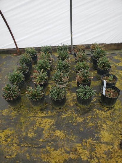 Leriope, 2g.  25x$