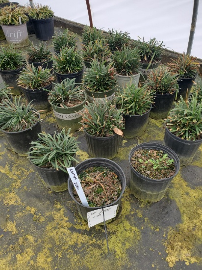 Daylilies, 2g.  9x$