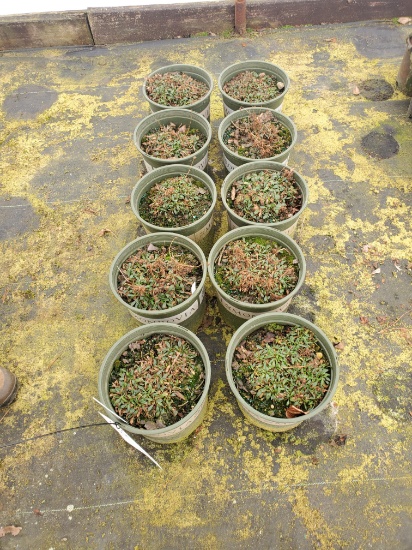 Coreopsis Creme Brulee, 2g. 10x$
