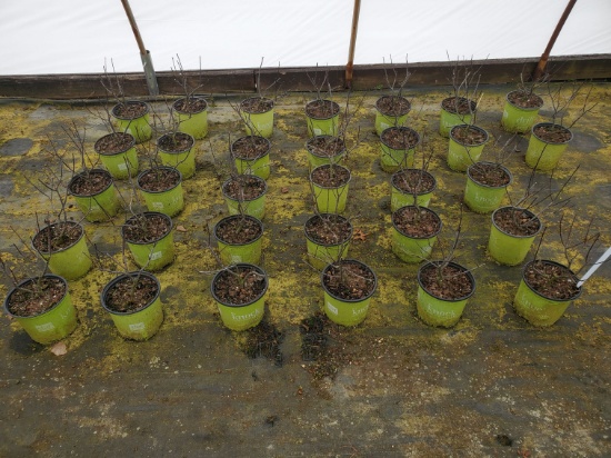 Ilex Winter Berry Winter Red, 1g  - 32x$