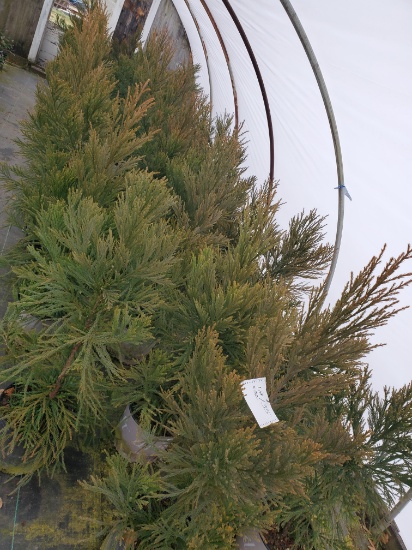 Cryptomeria Radicals, 3g 32x$