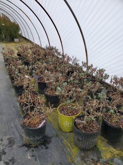 Butterfly Pugster Bushes 34x$