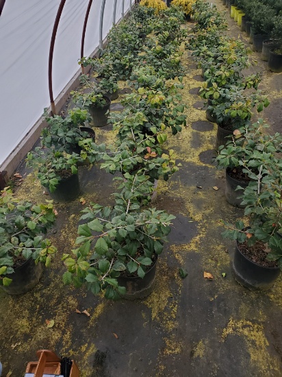Marland American Holly, 3g 30x$