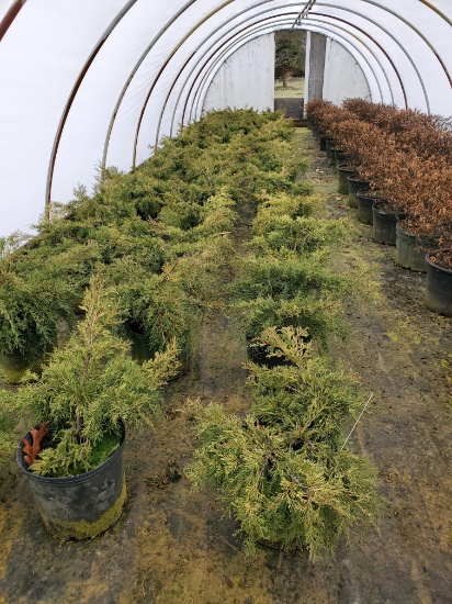 Gold Coast Juniper, 3g 18x$