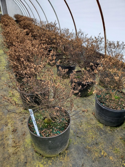 Dwarf Crape Myrtle Pocomoke, 5g 29x$