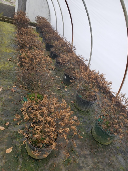 Dwarf Crape Myrtle Pocomoke 18x$