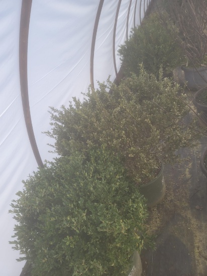 Boxwood