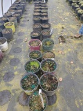 Hosta, 3g.  25x$