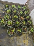 Daylily Grape Ripples, 2g.  21x$