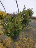 Baby Gem Boxwood Evergreen Shrub, 3g 3x$