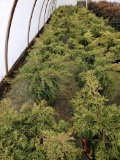 Gold Coast Juniper, 3g 18x$