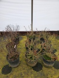 Weigela Dwarf Wine & Roses, 3g 9x$