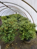 China Girl Holly, 10g 25x$