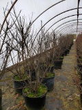 Crape Myrtle 52x$