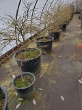 Japanese Maple 8x$