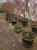 Bloodgood Japanese Maple 10x$