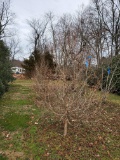 Japanese Stewartia 6x$
