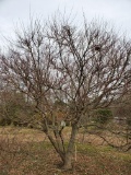 Japanese Maple Red