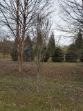Dwarf  Pear Trees 3x$