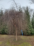 Weeping River Birches 5x$