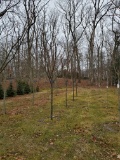 Zelkova Village Green 10x$