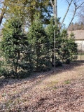 American Holly Red Berry 10x$