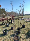 McIntosh apple tree