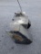 Ih 3688 fuel tank